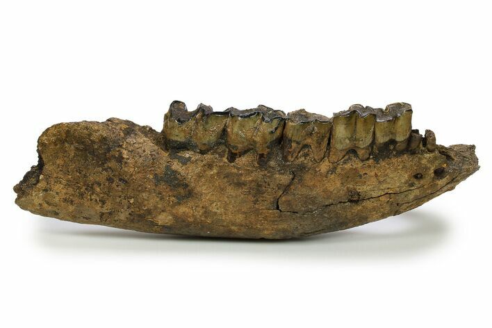 Fossil Rhino (Coelodonta) Right Mandible - Germany #295840